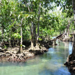 ทัวร์น้ำตกร้อน สระมรกต กระบี่ ( Tour Hot Spring Waterfall - Emerald Pool )